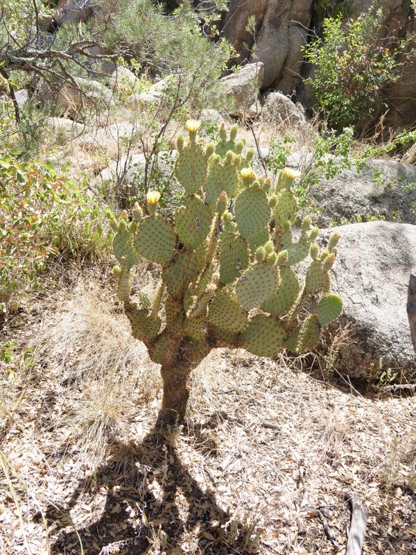 Warning sign on Flume Trail, Prescott, Arizona
