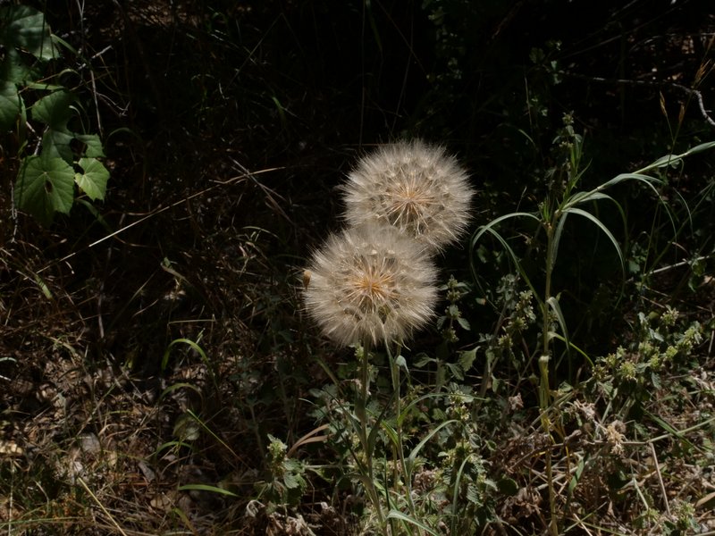 Dandelions