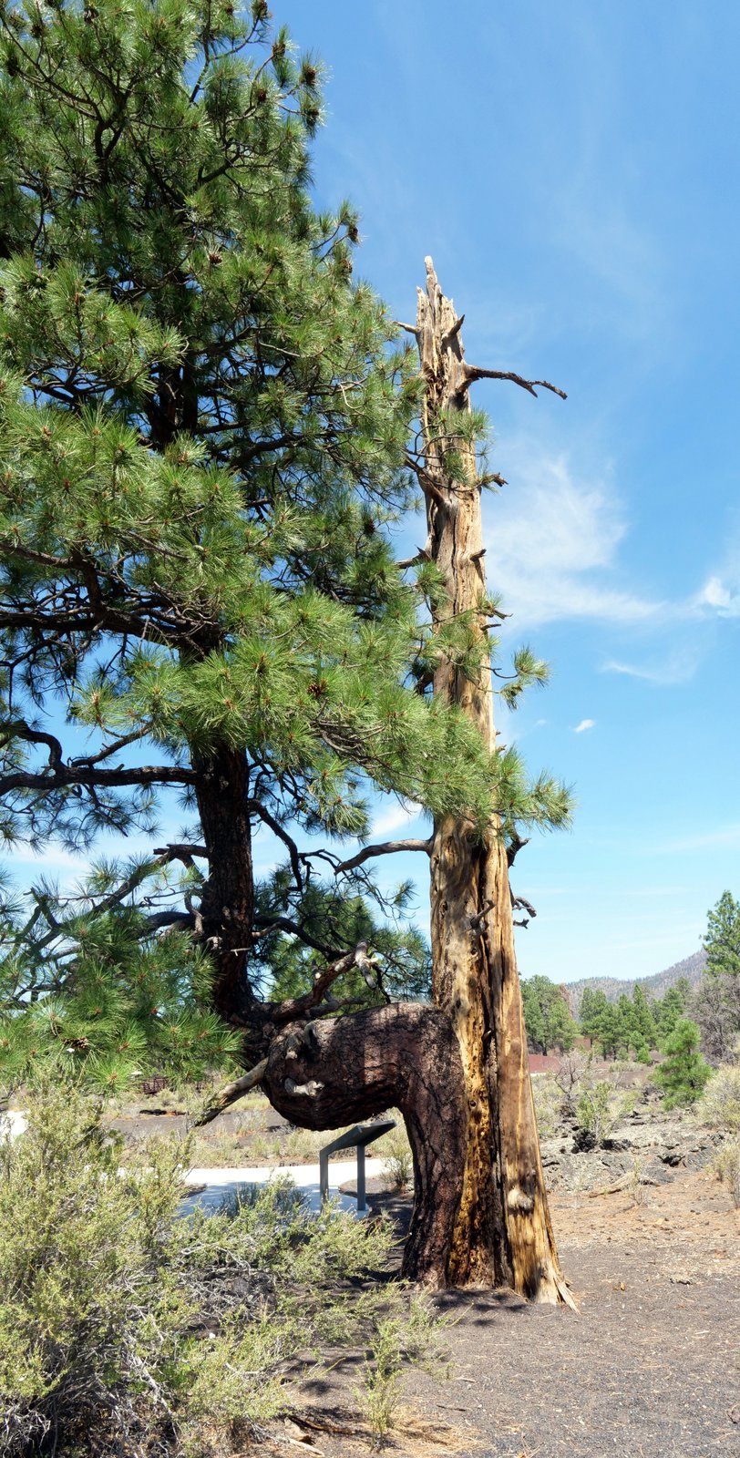 Lava Flow Trail, Sunset Crater Volcano National Monument, Coconino County, Arizona