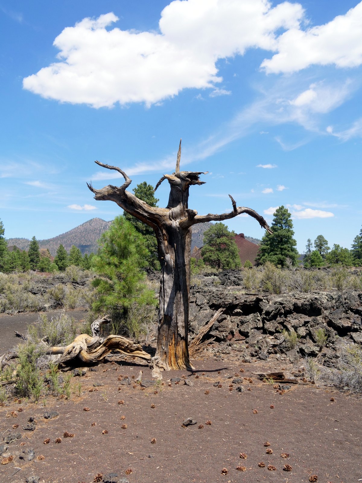 Lava Flow Trail, Sunset Crater Volcano National Monument, Coconino County, Arizona