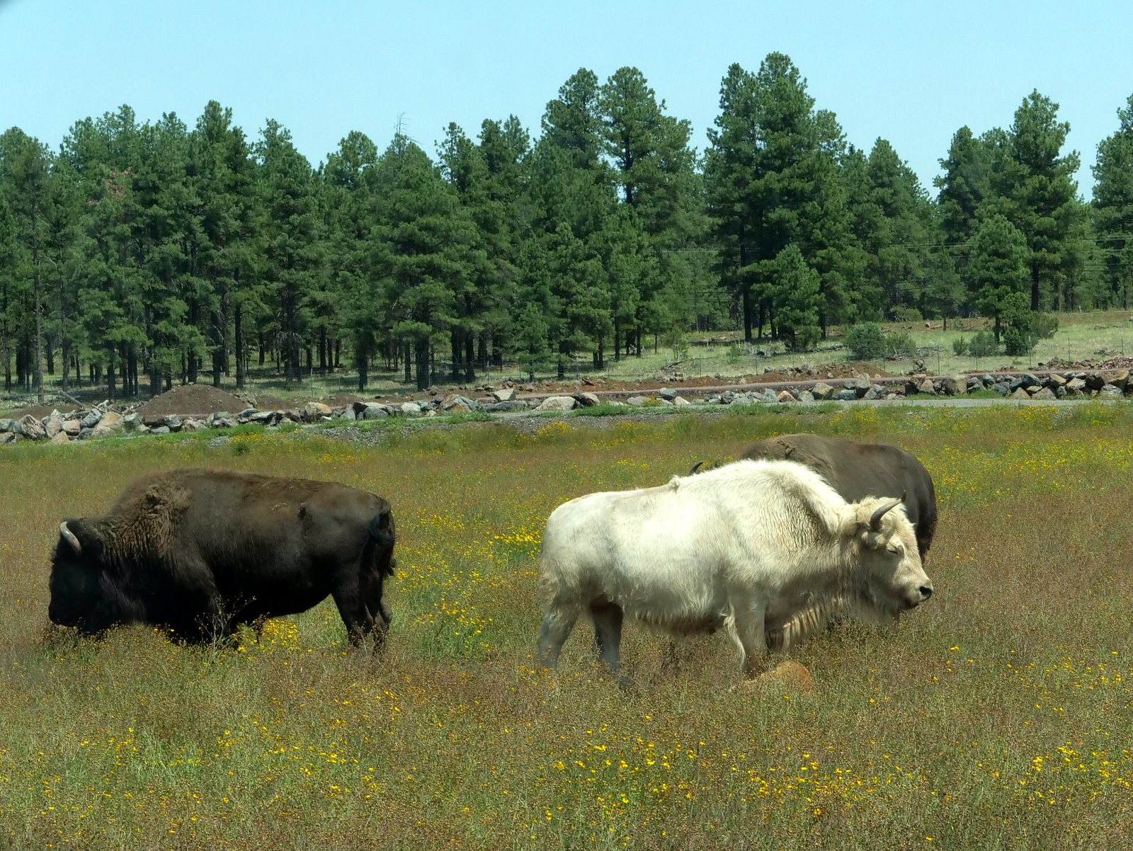 Bearizona Wildlife Park, Williams, Arizona