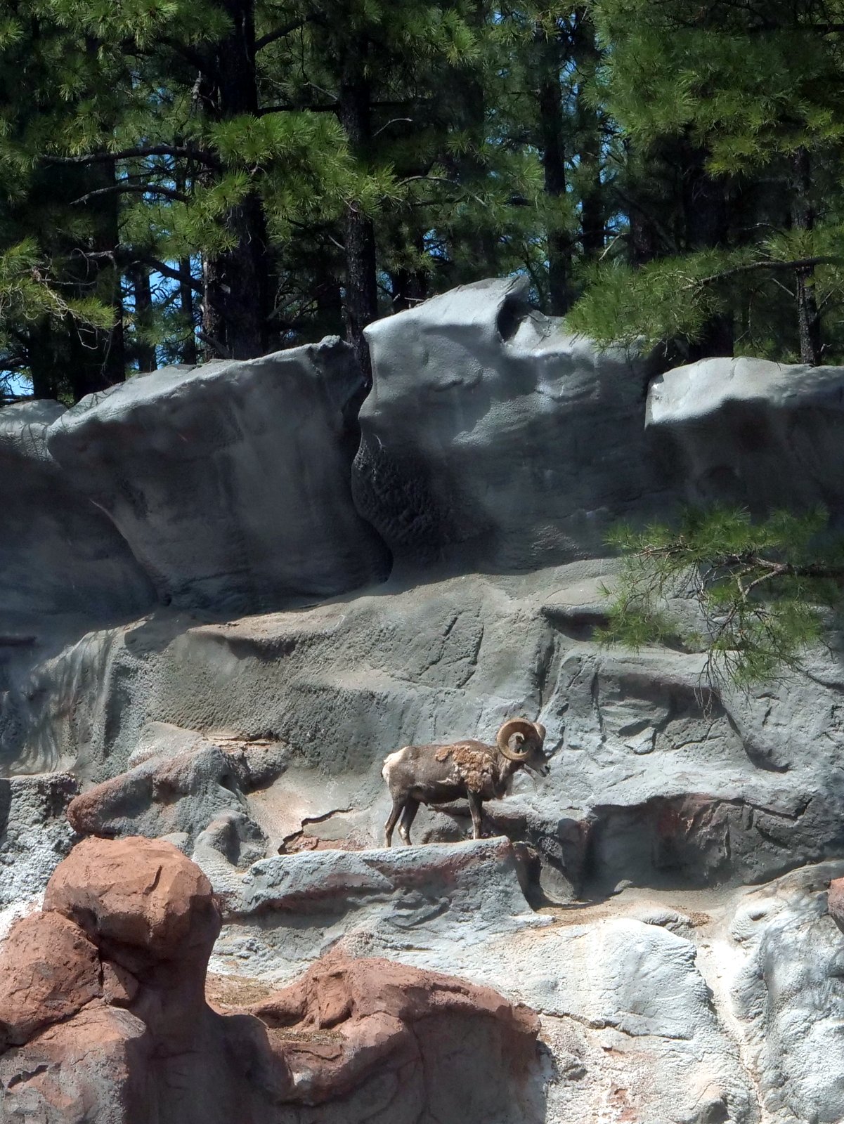 Bearizona Wildlife Park, Williams, Arizona