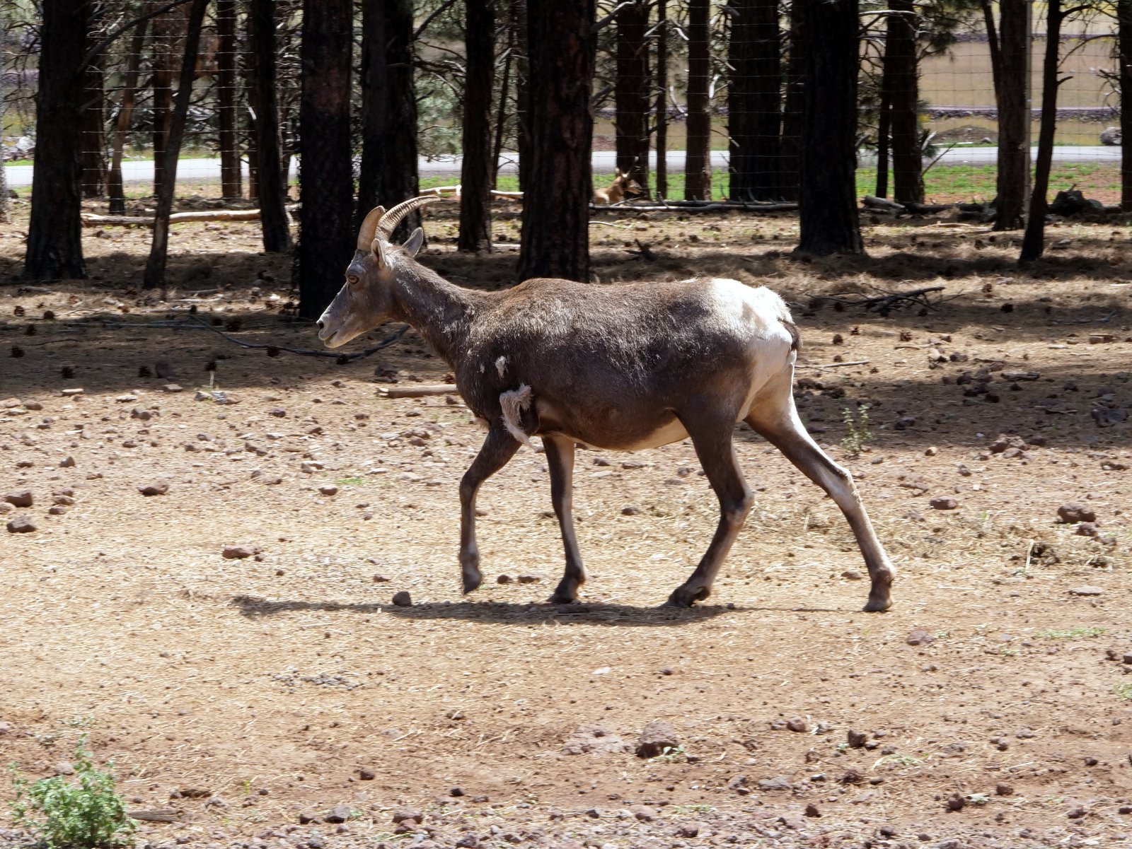 Bearizona Wildlife Park, Williams, Arizona