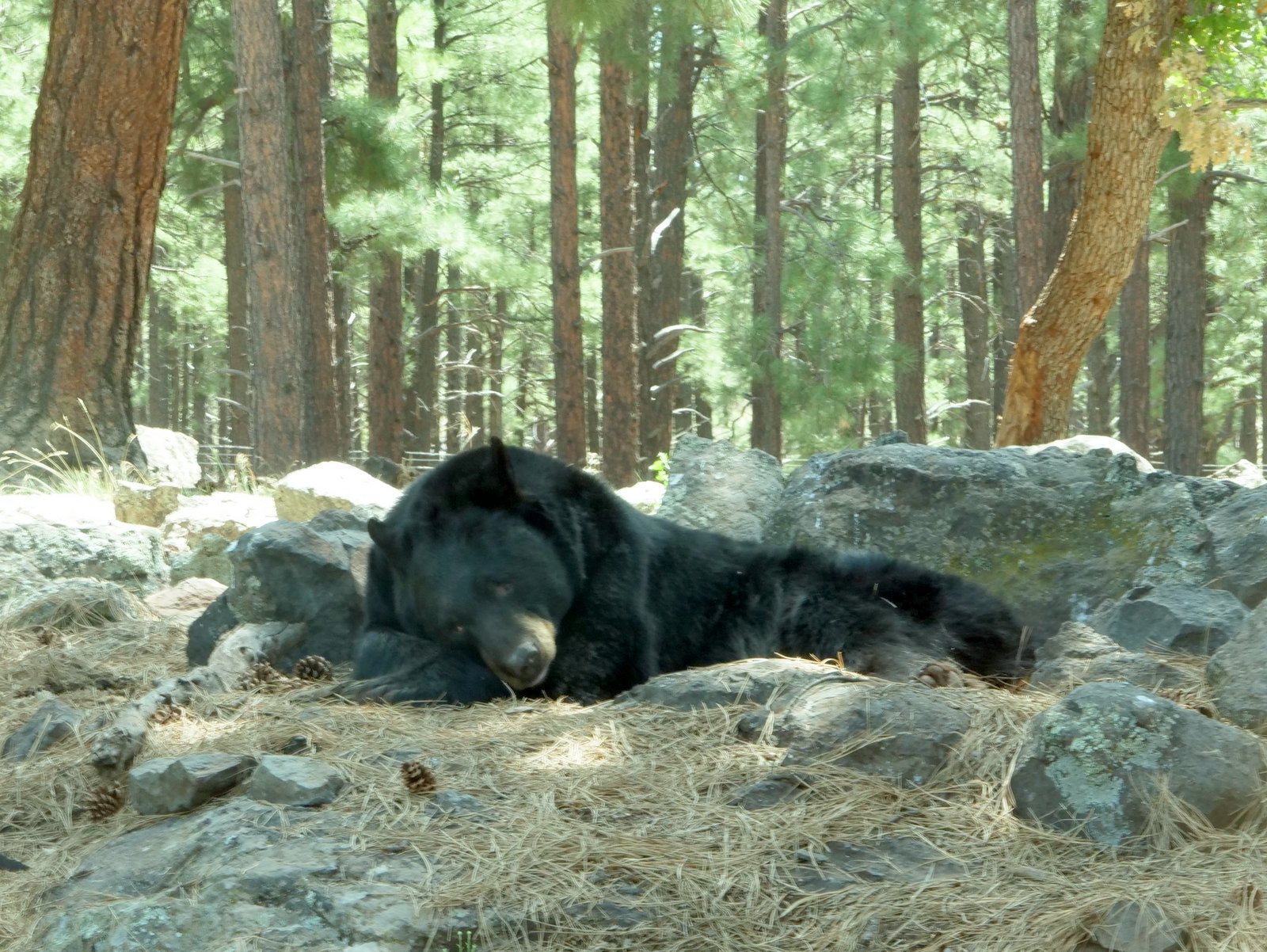 Bearizona Wildlife Park, Williams, Arizona