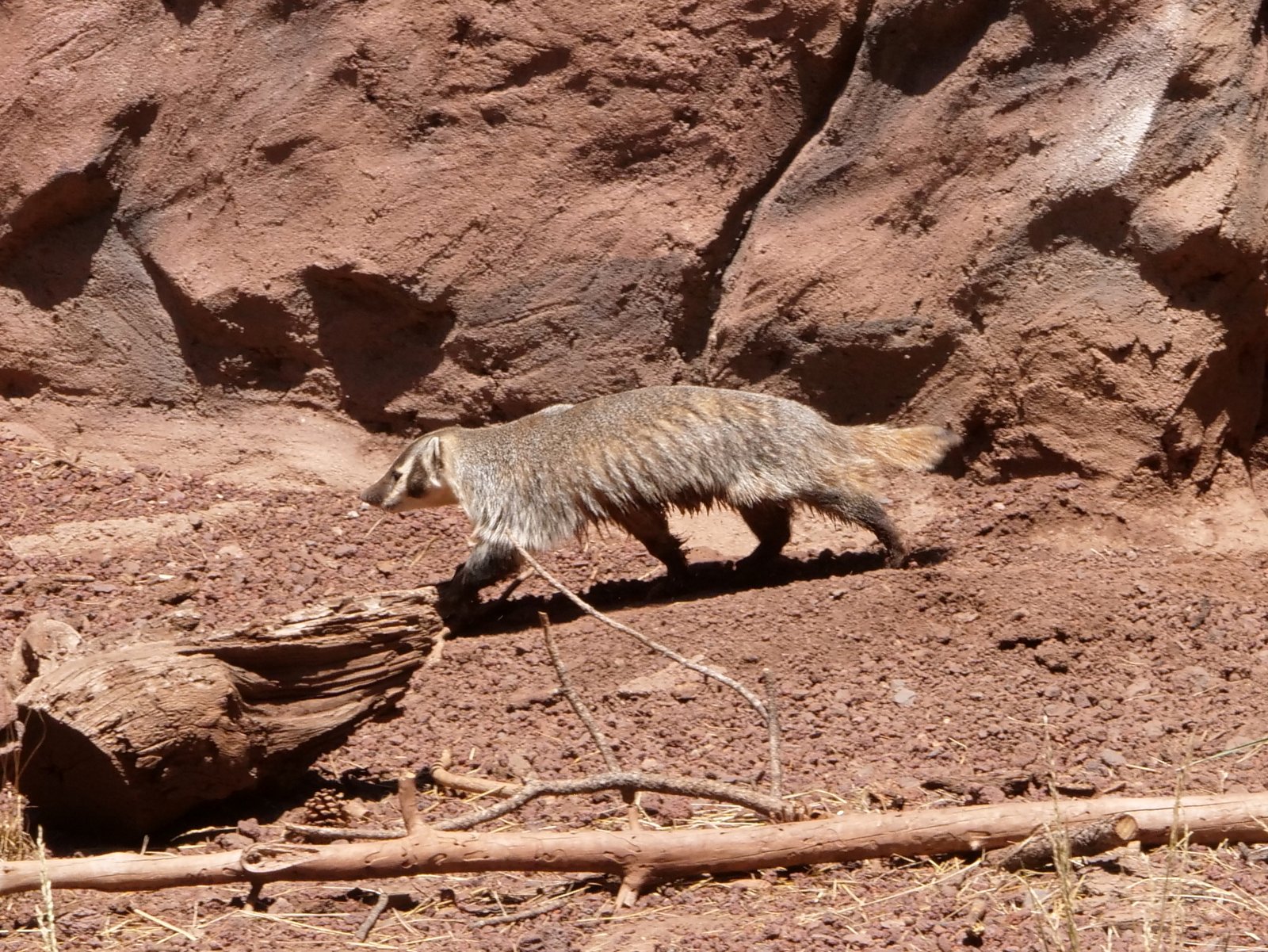Bearizona Wildlife Park, Williams, Arizona