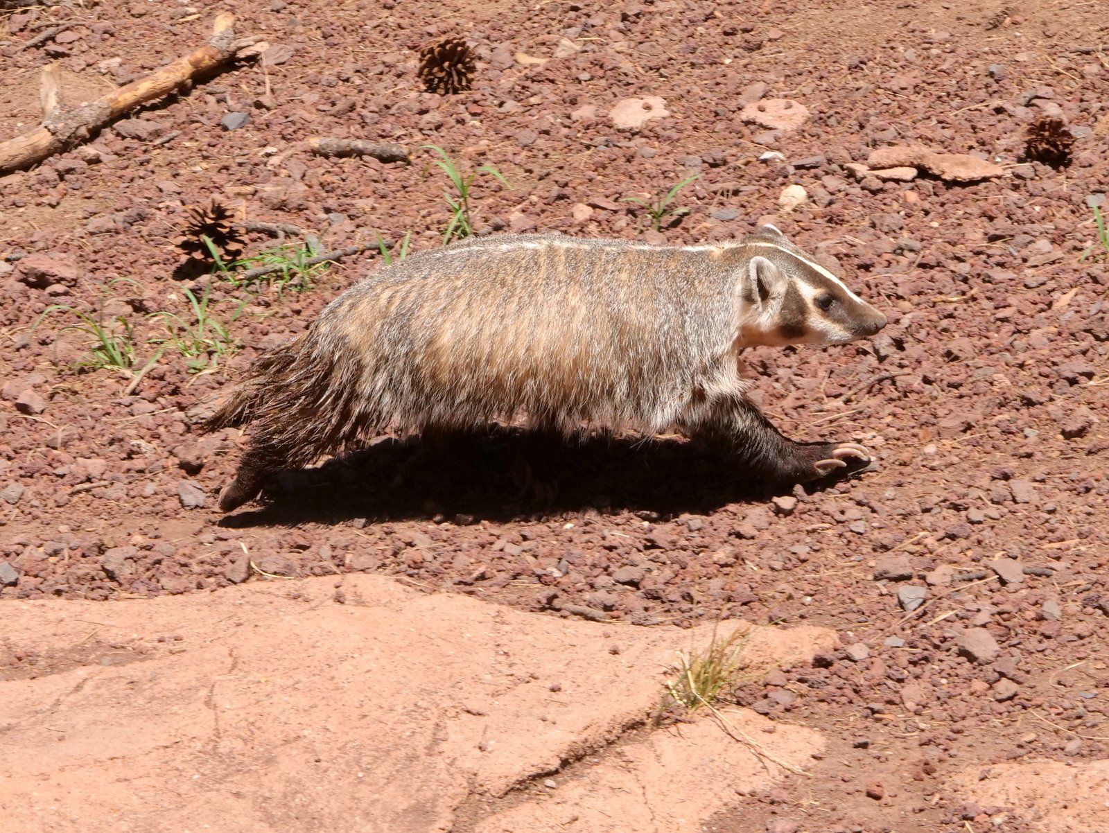 Bearizona Wildlife Park, Williams, Arizona
