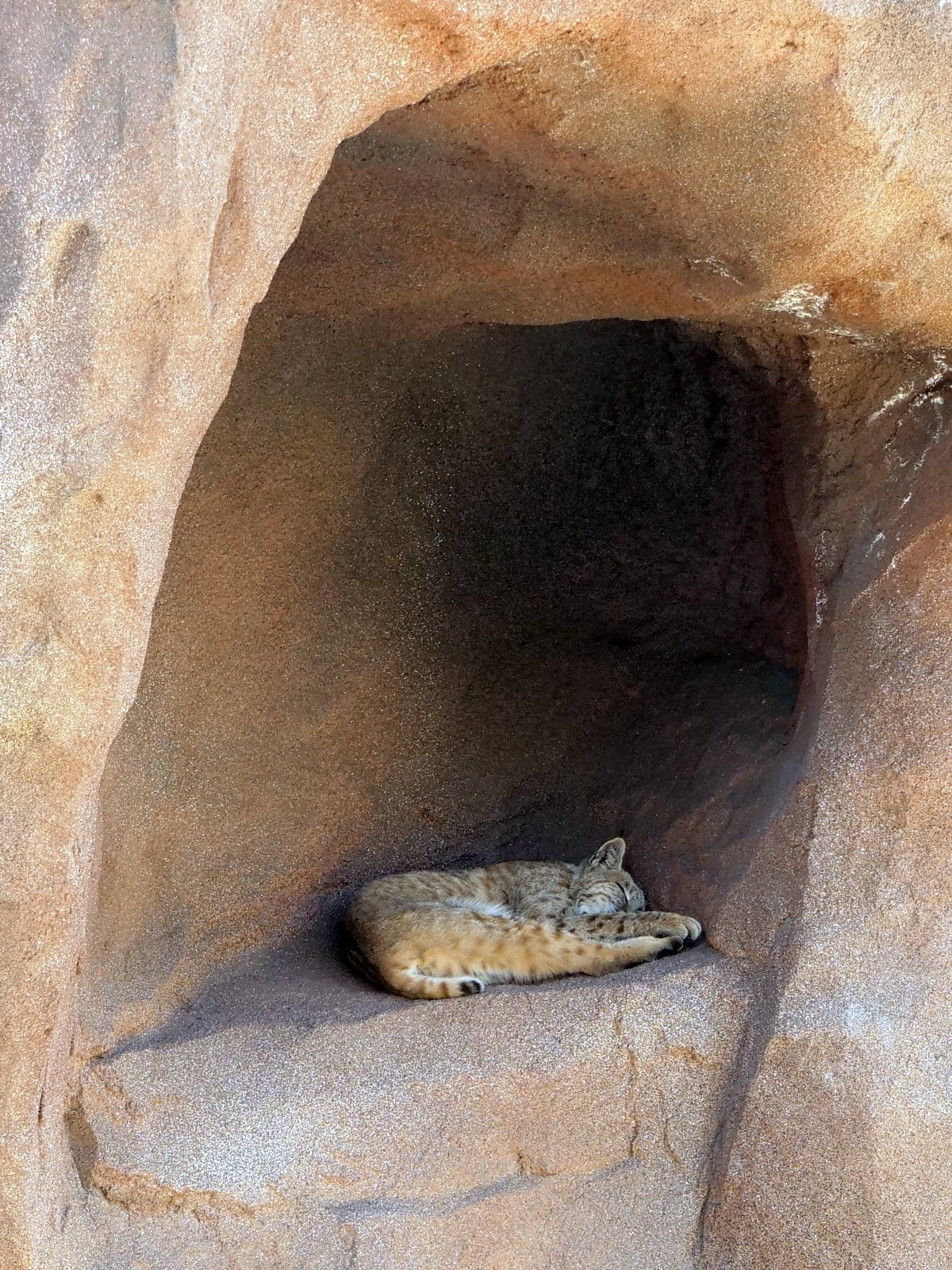 Bearizona Wildlife Park, Williams, Arizona
