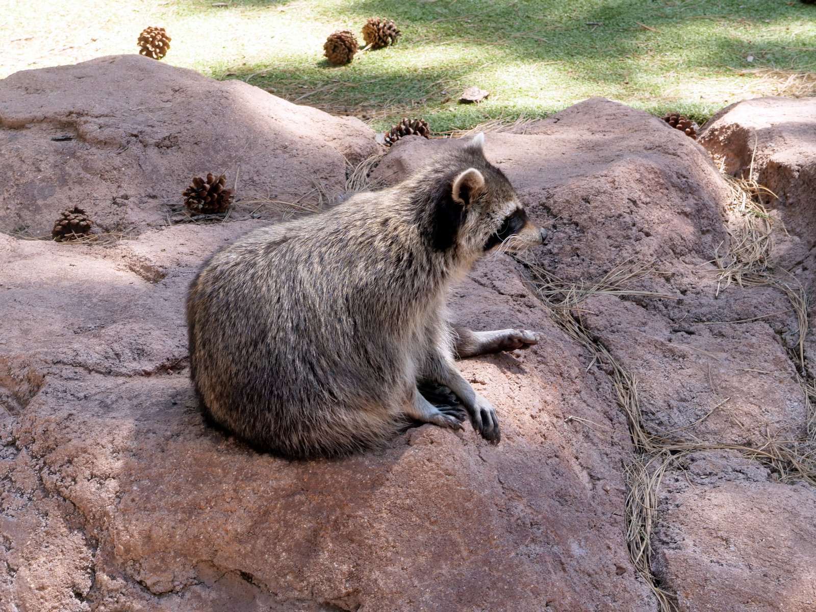 Bearizona Wildlife Park, Williams, Arizona