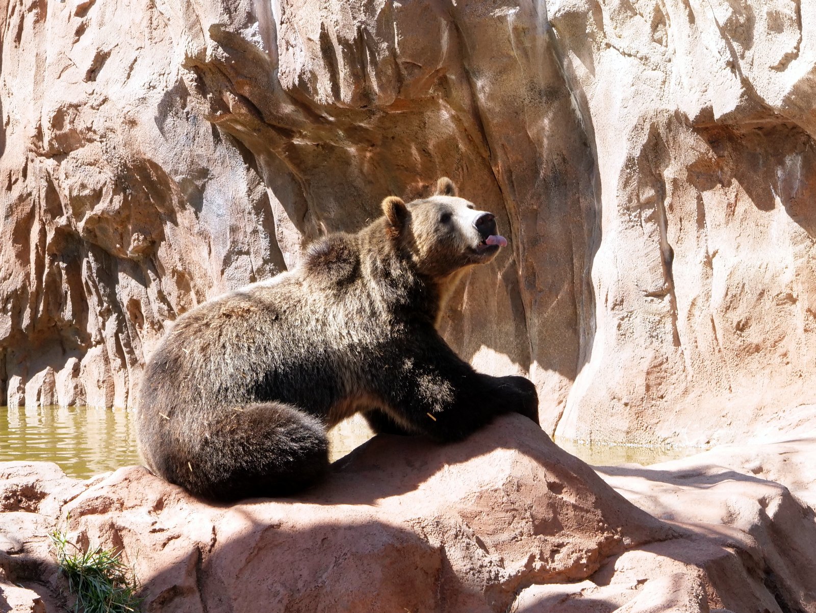Bearizona Wildlife Park, Williams, Arizona