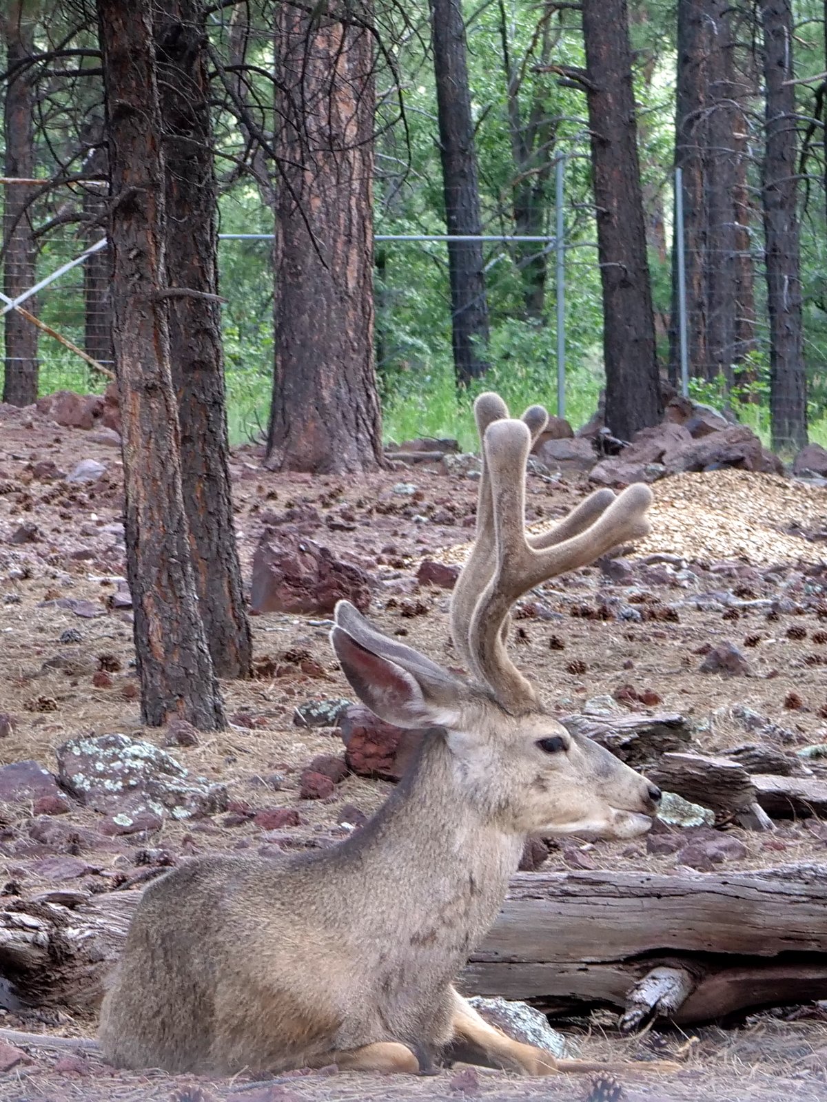 Bearizona Wildlife Park, Williams, Arizona