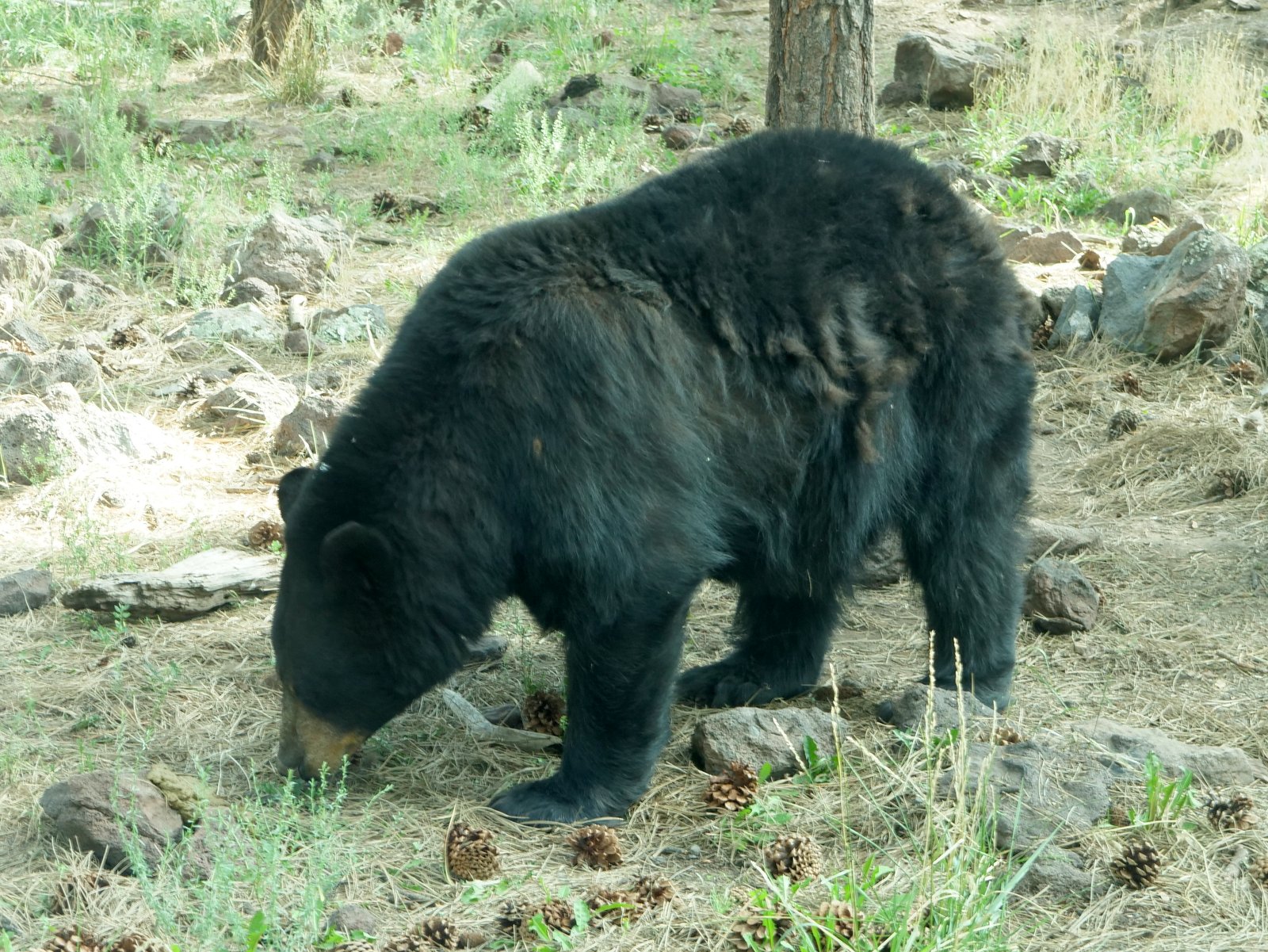 Bearizona Wildlife Park, Williams, Arizona