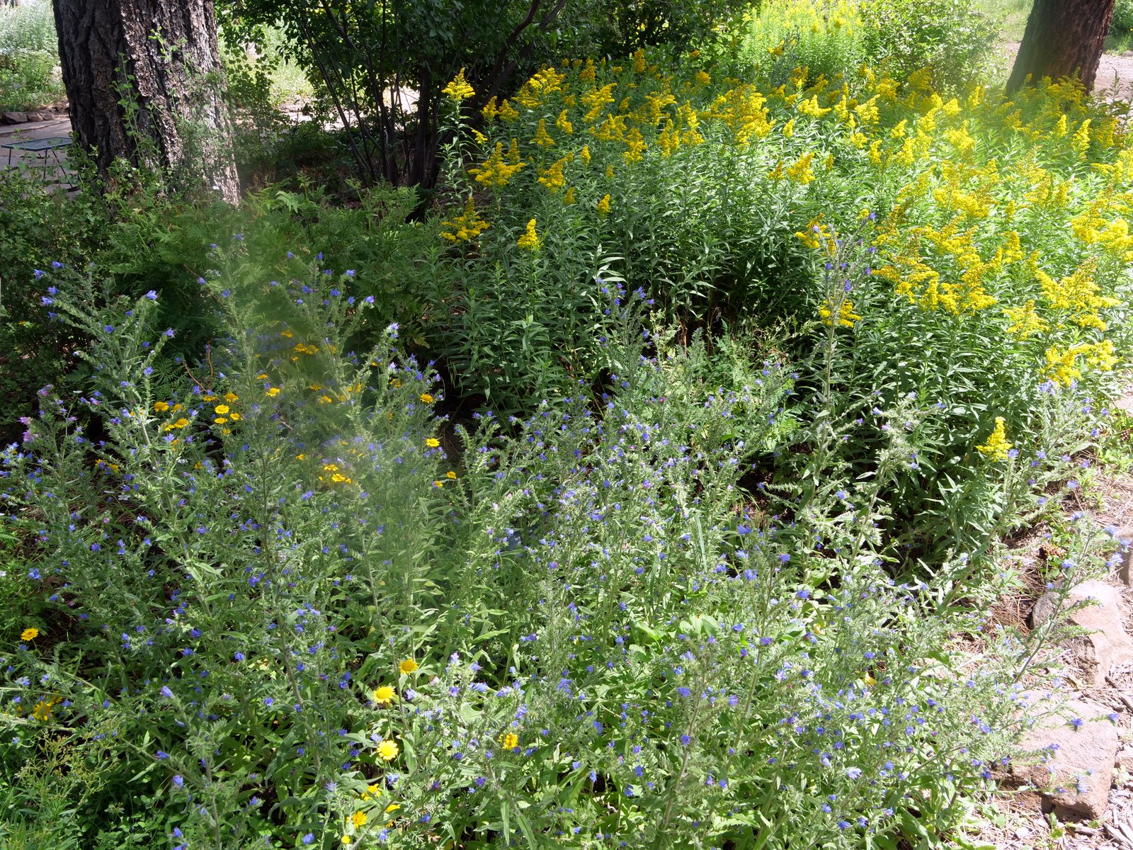 Arboretum, Flagstaff, Arizona