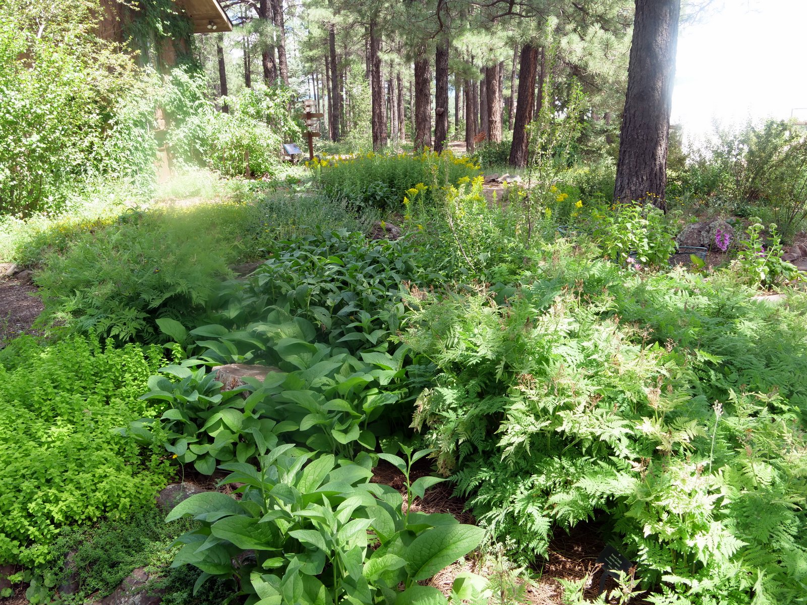 Arboretum, Flagstaff, Arizona