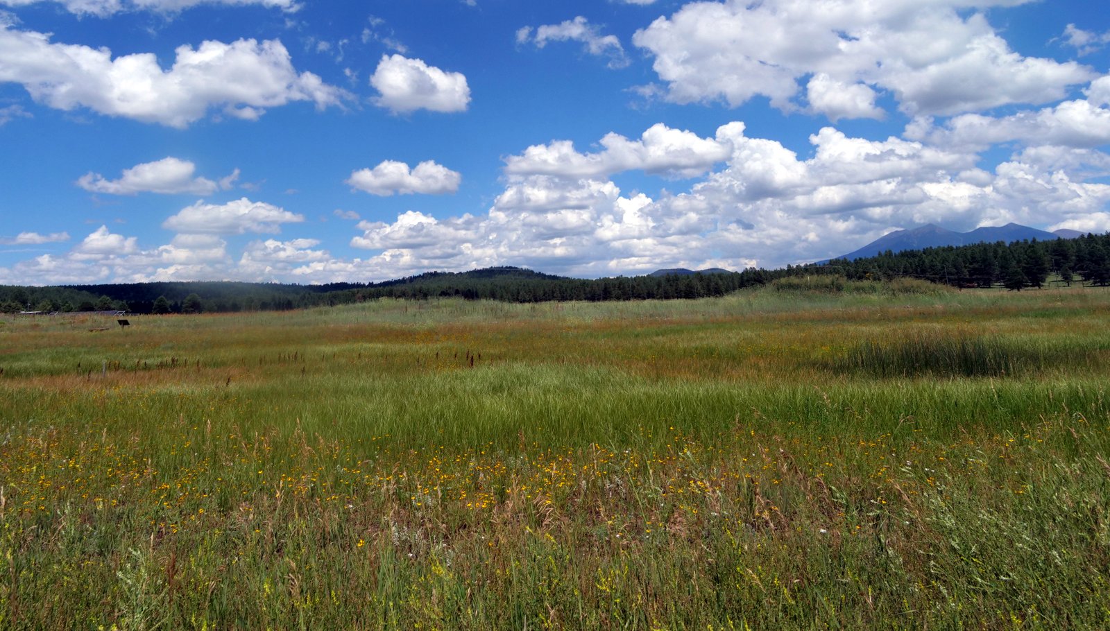 Arboretum, Flagstaff, Arizona