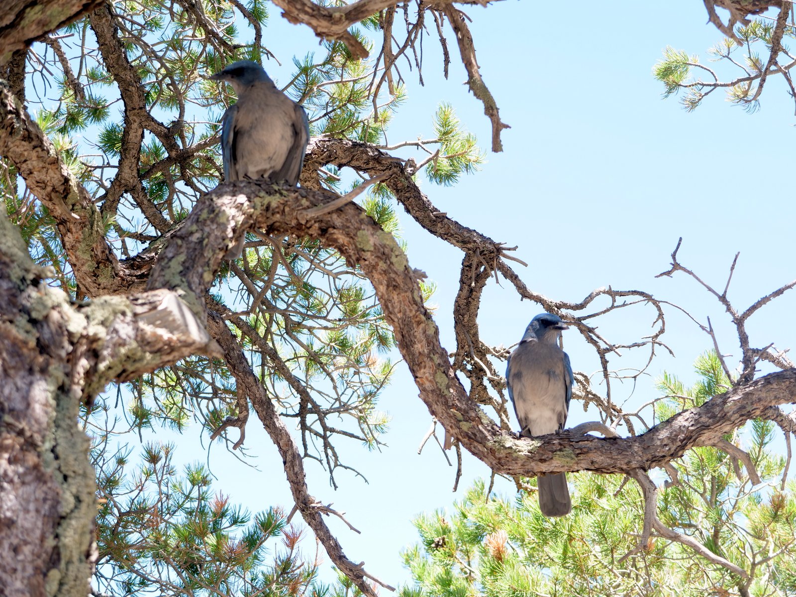 Mexican Jays, Chiricahua National Monument, Wilcox, Arizona