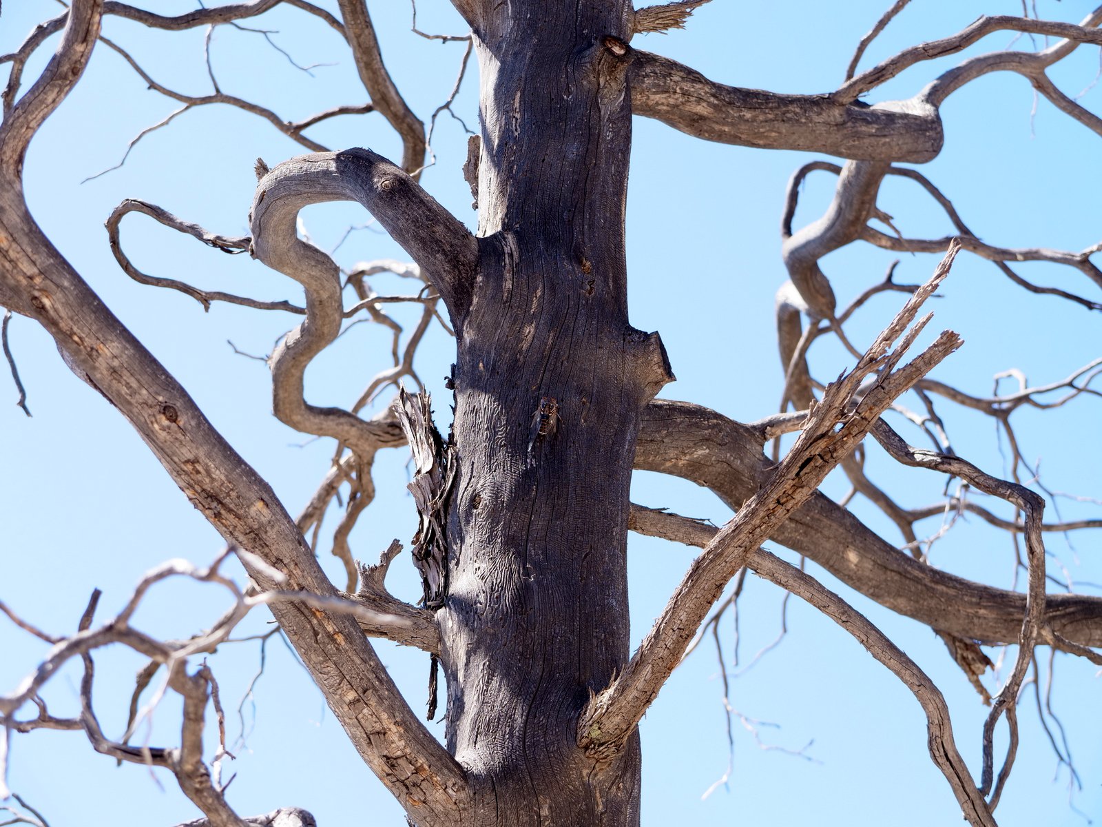 Snag, Chiricahua National Monument, Wilcox, Arizona